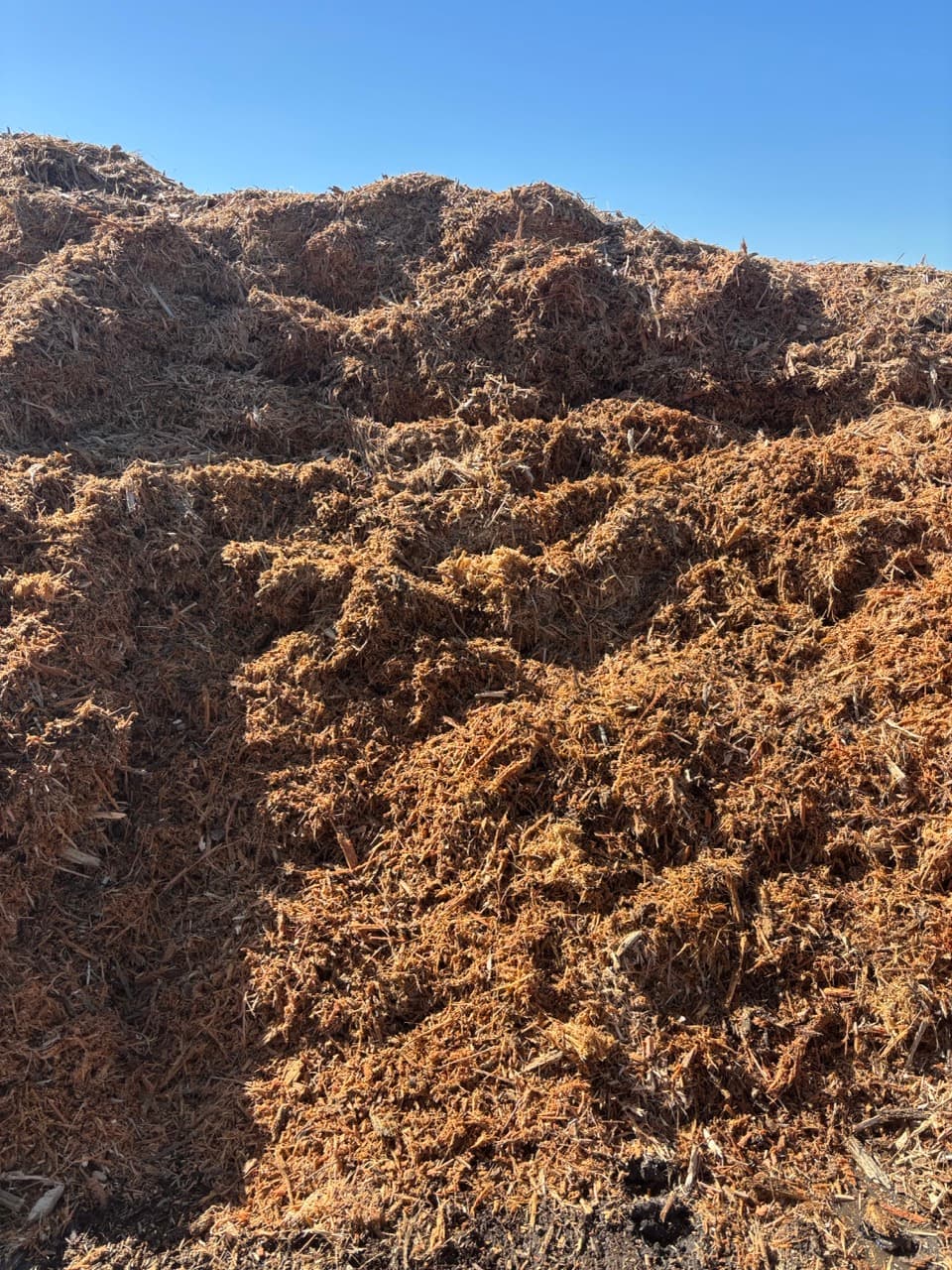 Wood Shavings